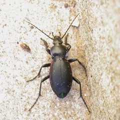 Carabus violaceus violaceus