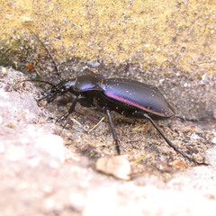 Carabus violaceus violaceus