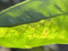 Phyllocnistis citrella