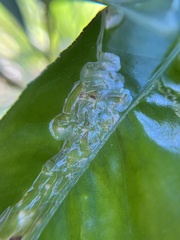 Phyllocnistis citrella