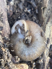 Triodopsis hopetonensis