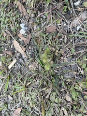 Cyperus surinamensis