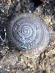 Triodopsis hopetonensis