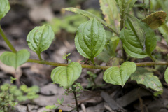 Hackelia latifolia