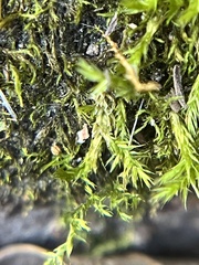 Didymodon