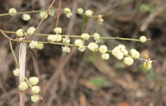 Acacia elata