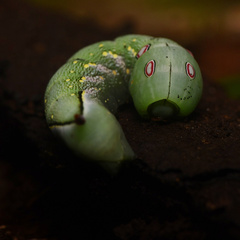 Xylophanes chiron
