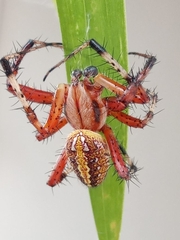 Neoscona oaxacensis