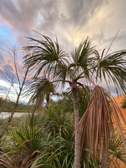 Mauritiella