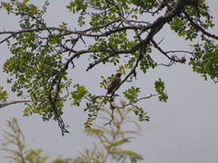 Phacellodomus rufifrons