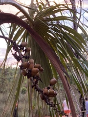 Mauritiella