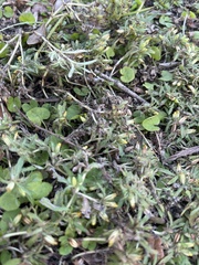 Toxomerus floralis