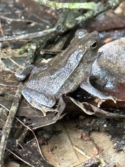Rhinella alata