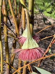 Eucalyptus pyriformis