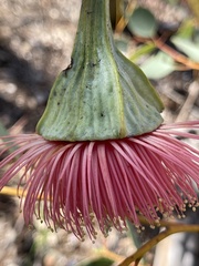 Eucalyptus pyriformis