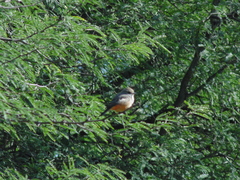 Pyrocephalus rubinus