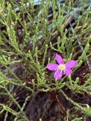 Microlicieae