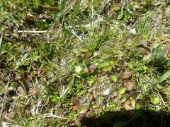 Dichondra brevifolia