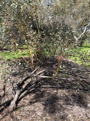 Eucalyptus pyriformis