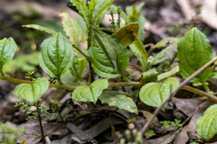 Hackelia latifolia