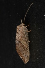 Drepanacra binocula