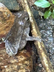 Rhinella alata