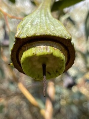 Eucalyptus pyriformis