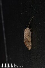 Drepanacra binocula