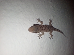 Tarentola gomerensis
