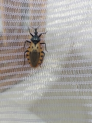 Triatoma