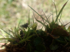 Dichondra brevifolia