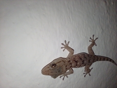 Tarentola gomerensis