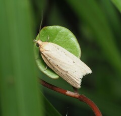 Clepsis leucaniana