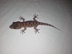 Tarentola gomerensis