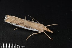Orocrambus