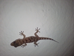 Tarentola gomerensis