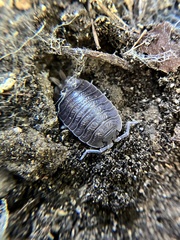 Porcellio dilatatus
