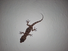 Tarentola gomerensis