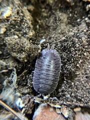 Porcellio dilatatus