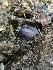 Porcellio dilatatus