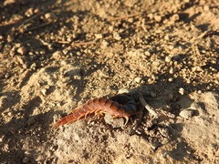 Scolopendridae