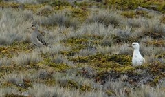 Oreopholus ruficollis