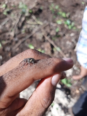 Heilipus guttiger