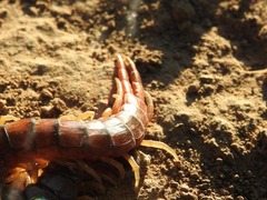 Scolopendridae