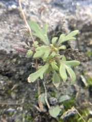 Leucospora multifida
