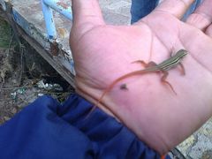 Aspidoscelis gularis