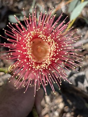 Eucalyptus pyriformis