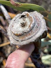 Eucalyptus pyriformis