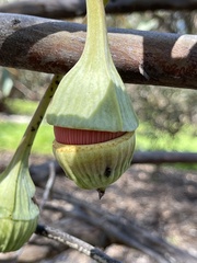 Eucalyptus pyriformis