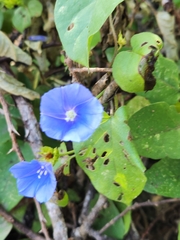 Evolvulus alsinoides